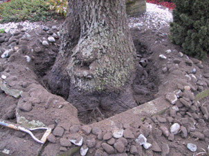 maturetreecare6-buriedrootcollardamage